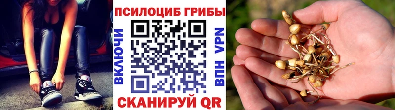 Галлюциногенные грибы Psilocybine cubensis  Купить закладки  Ессентуки 